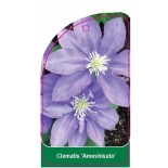 clematis-ameshisuto-a0