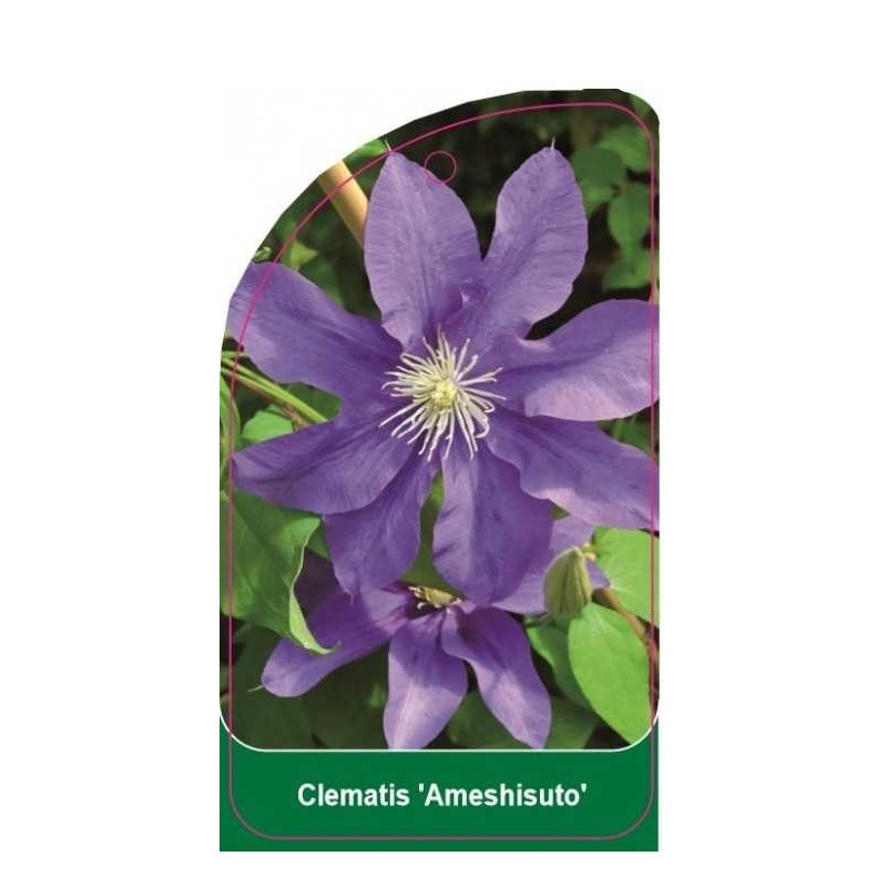 clematis-ameshisuto-b0