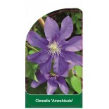 clematis-ameshisuto-b0