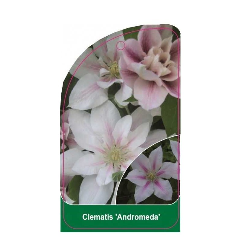 clematis-andromeda-b0