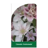 clematis-andromeda-b0