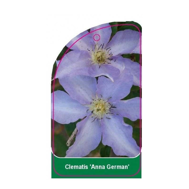 clematis-anna-german-0