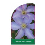 clematis-anna-german-0