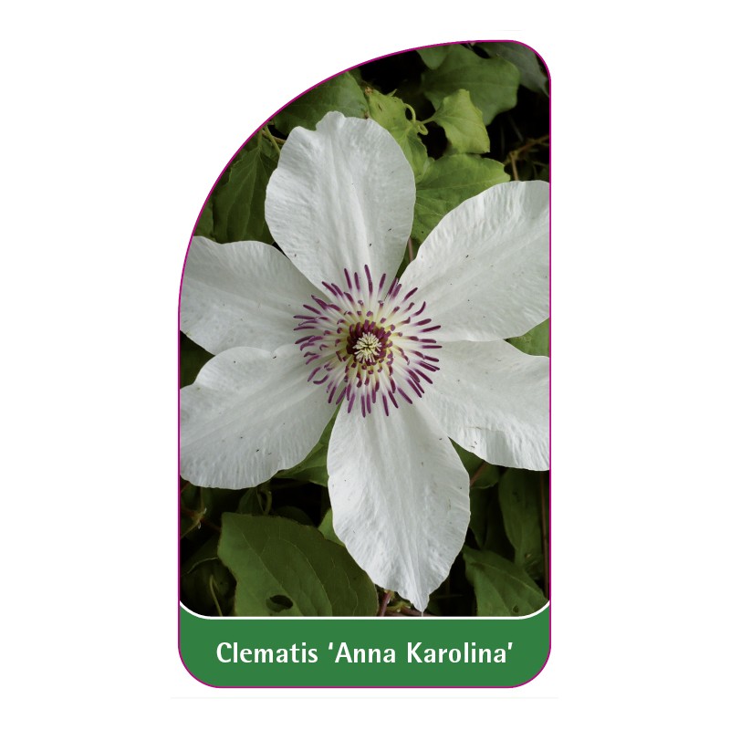 clematis-anna-karolina-a0