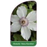 clematis-anna-karolina-a0