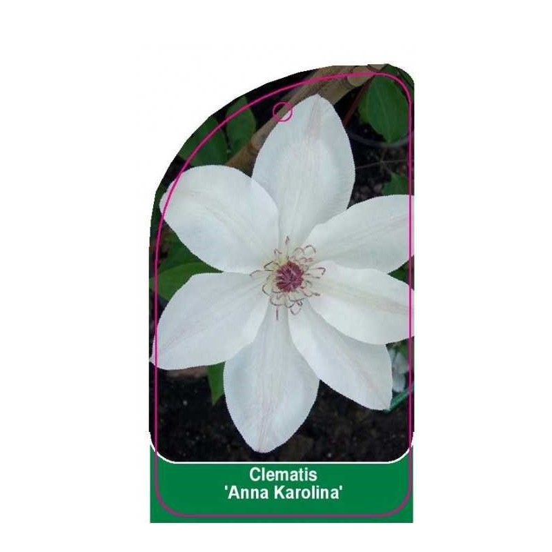 clematis-anna-karolina-b0