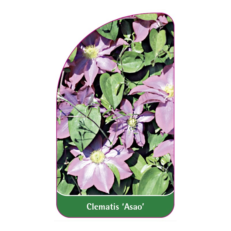 clematis-asao-a0