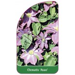 clematis-asao-a0