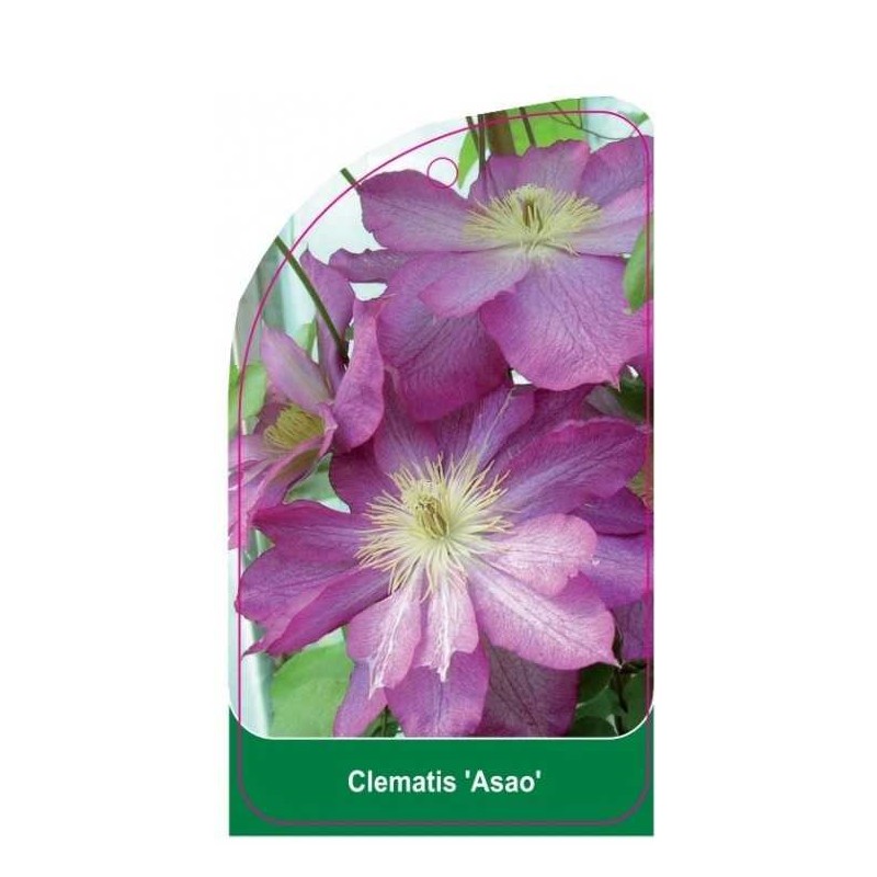 clematis-asao-b0