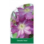 clematis-asao-b0