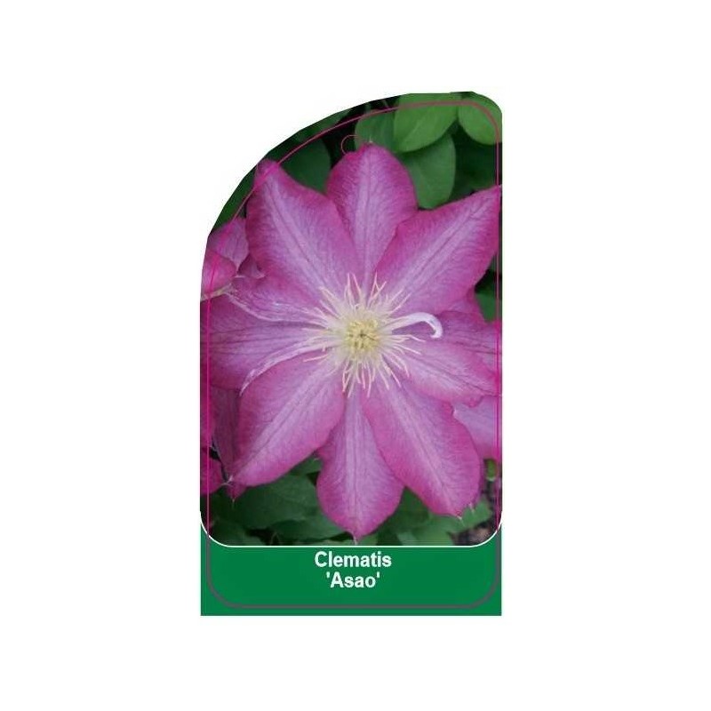 clematis-asao-c0