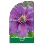 clematis-ashva-0