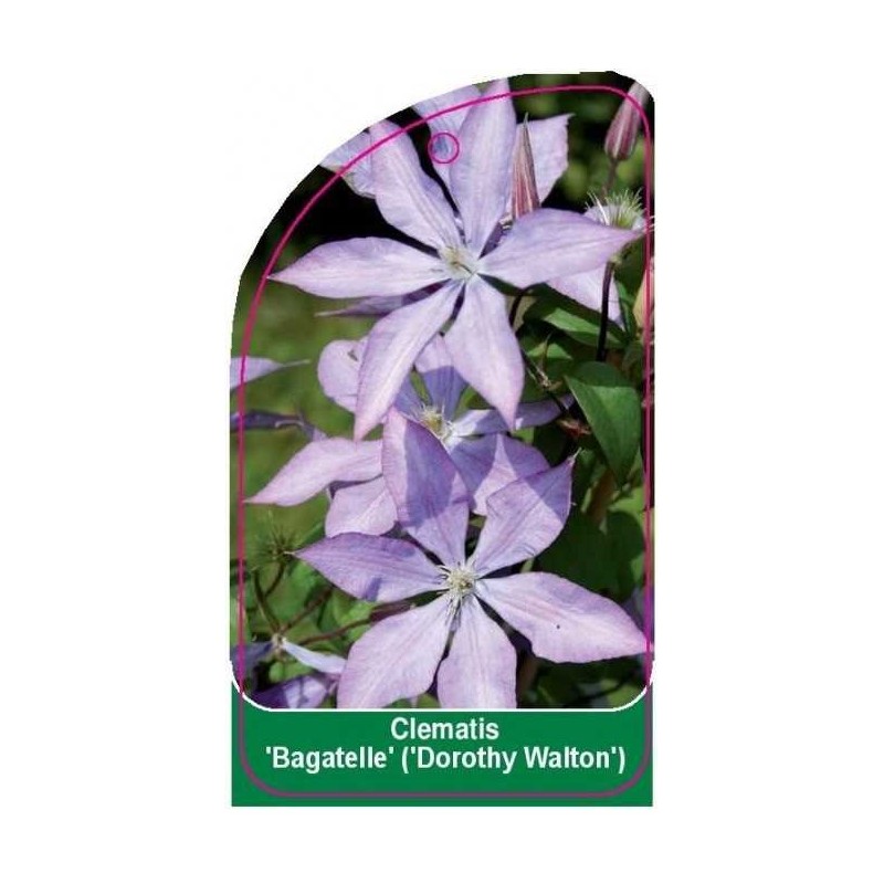 clematis-bagatelle-0