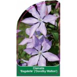 clematis-bagatelle-0