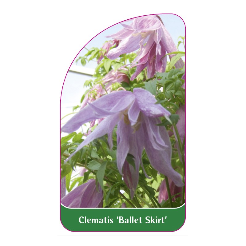 clematis-ballet-skirt-0