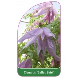 clematis-ballet-skirt-0