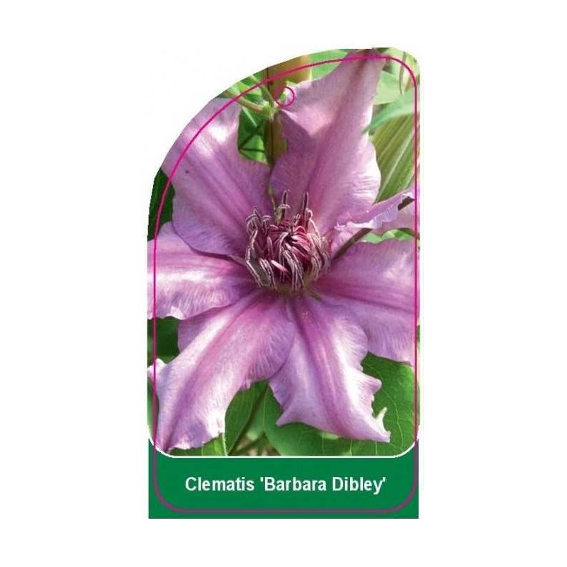 clematis-barbara-dibley-a0