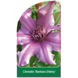 clematis-barbara-dibley-a0