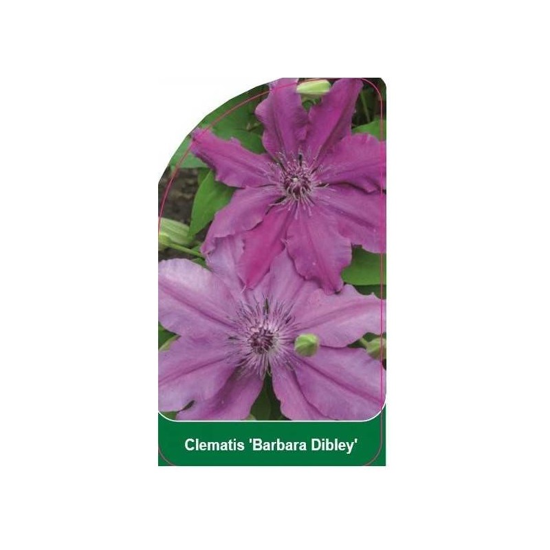 clematis-barbara-dibley-b0