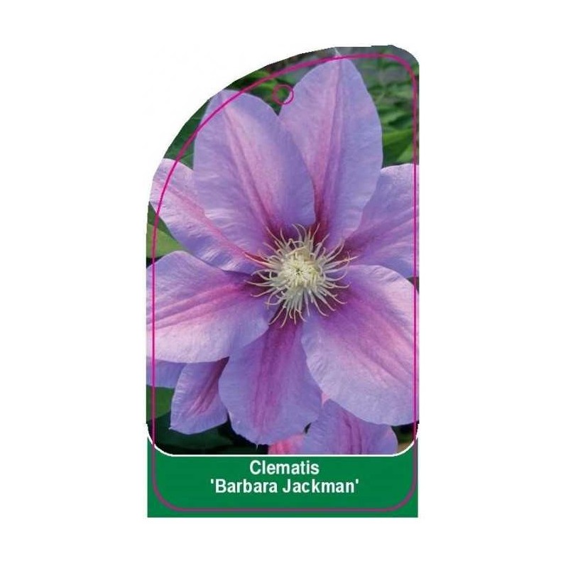 clematis-barbara-jackman-0