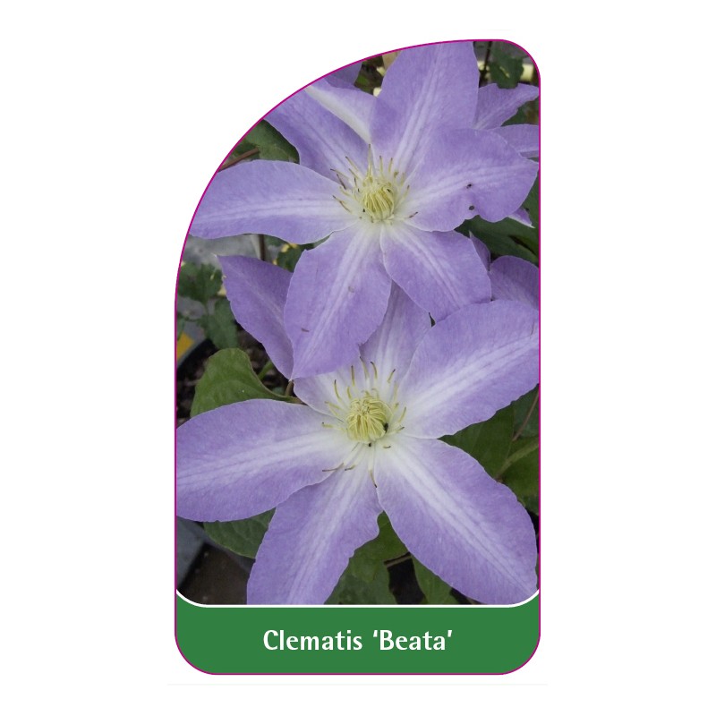 clematis-beata-c0