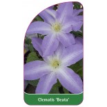 clematis-beata-c0