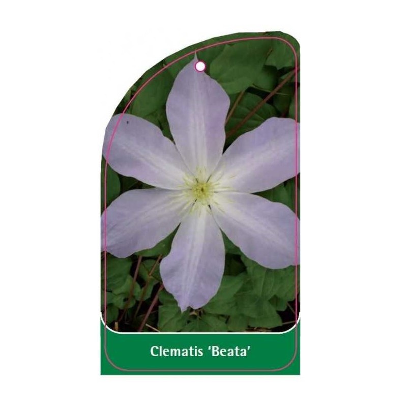 clematis-beata-a0