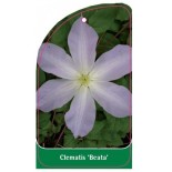 clematis-beata-a0