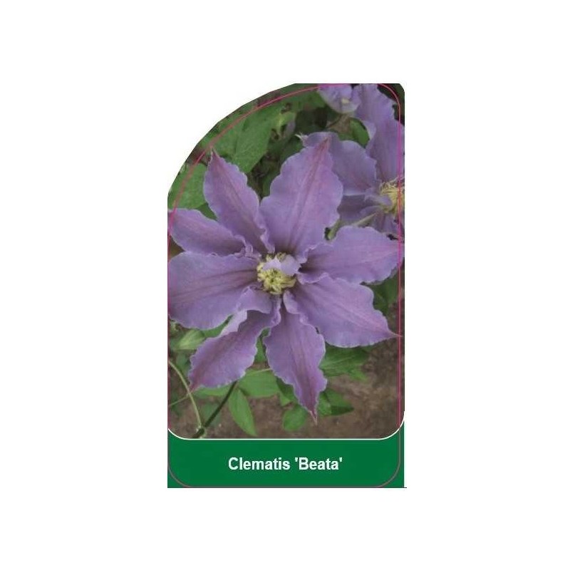 clematis-beata-b0