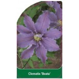 clematis-beata-b0