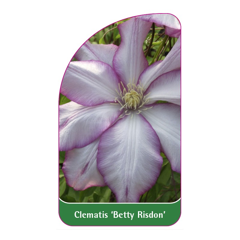 clematis-betty-risdon-b0