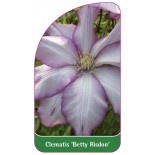 clematis-betty-risdon-b0