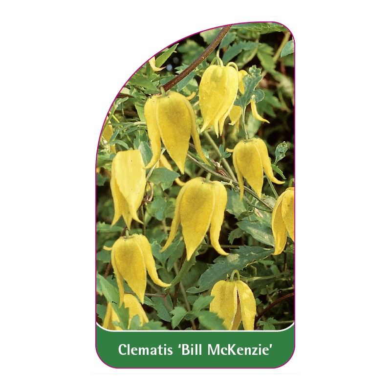 clematis-bill-mackenzie-0