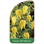 clematis-bill-mackenzie-0