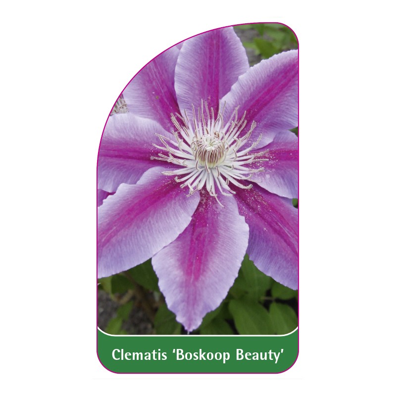 clematis-boskoop-beauty-0