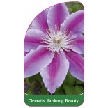 clematis-boskoop-beauty-0