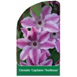 clematis-capitaine-thuilleaux-0