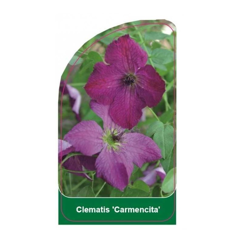 clematis-carmencita-0