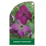 clematis-carmencita-0