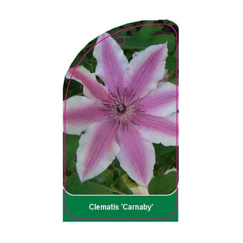 clematis-carnaby-0