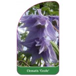 clematis-cecile-b0