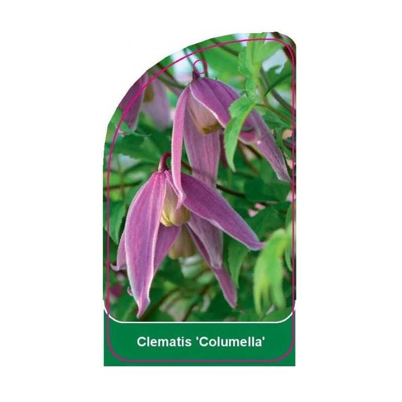 clematis-columella-0