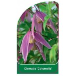 clematis-columella-0