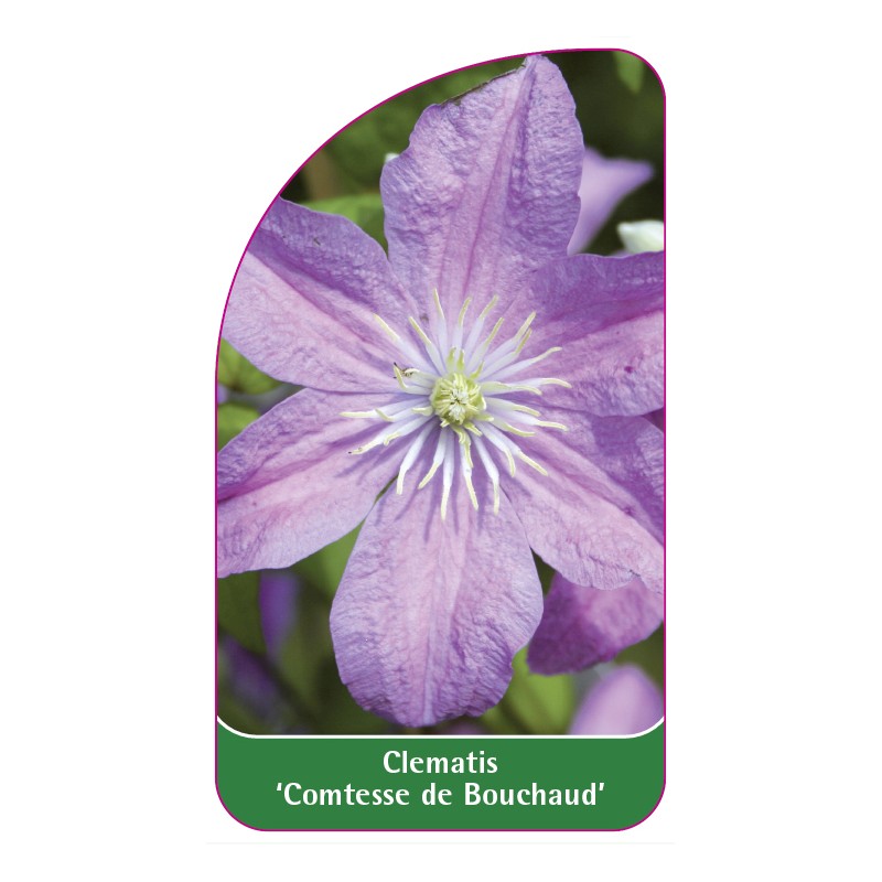 clematis-comtesse-de-bouchard-a0