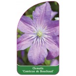 clematis-comtesse-de-bouchard-a0