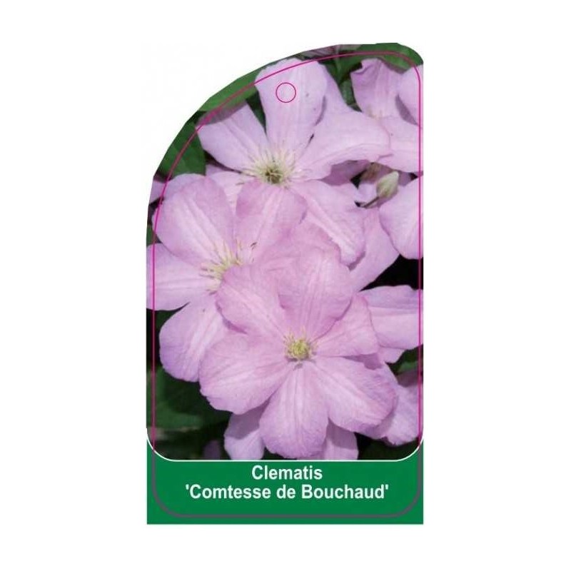 clematis-comtesse-de-bouchaud-b0