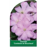 clematis-comtesse-de-bouchaud-b0