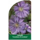 clematis-countess-of-lovelace-b0