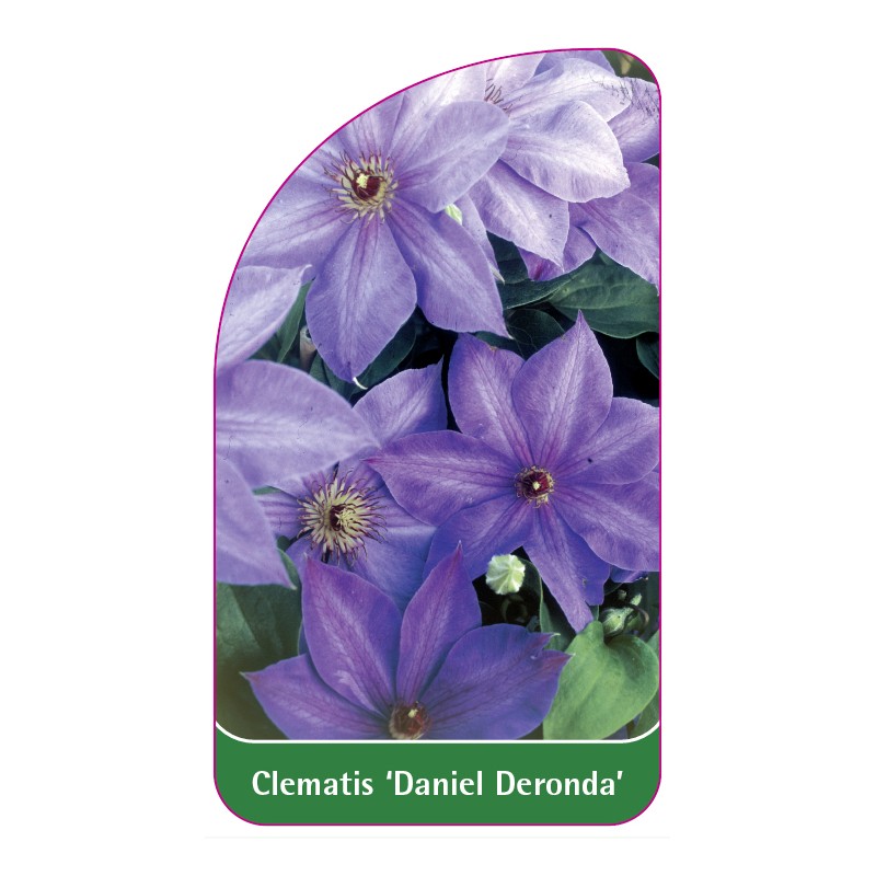 clematis-daniel-deronda-a0