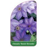 clematis-daniel-deronda-a0